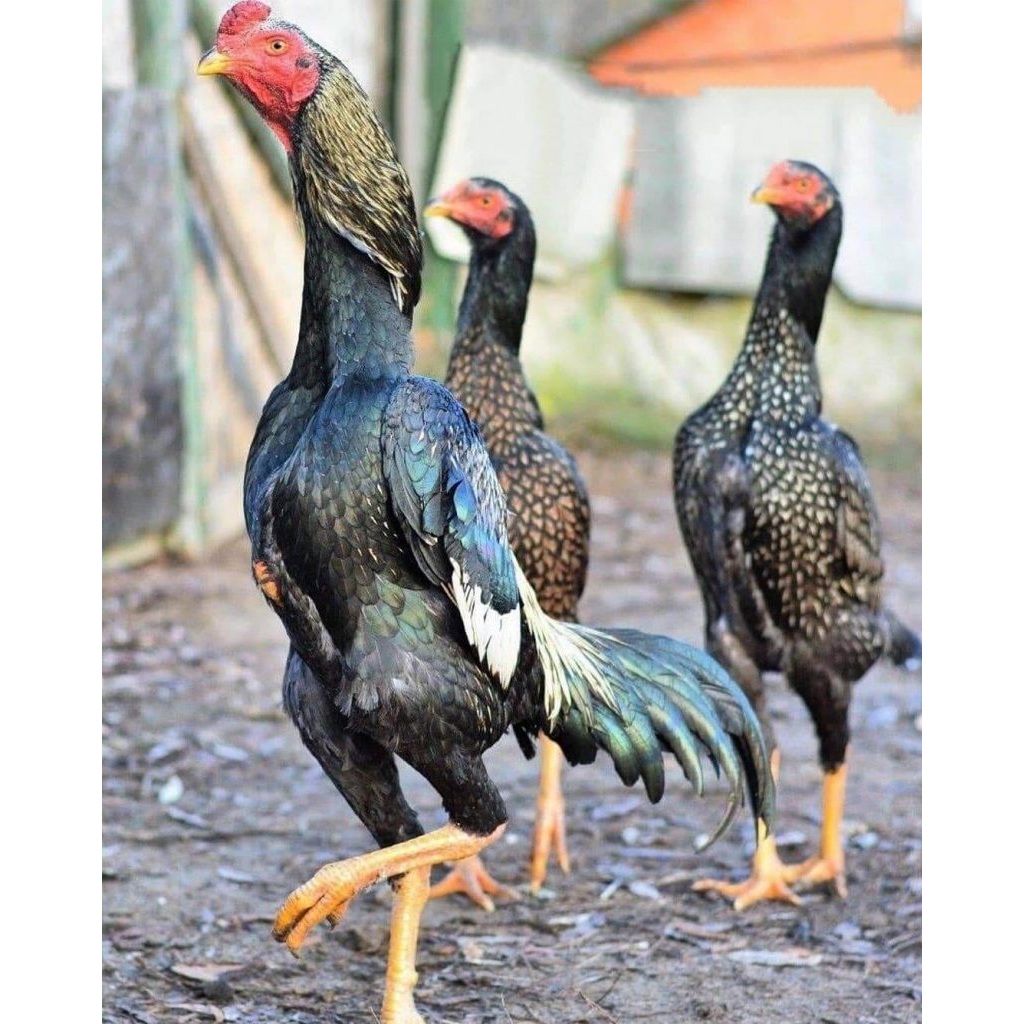 Bangkok SHAMO ORI Chicken Eggs For Hatching | Shopee Philippines