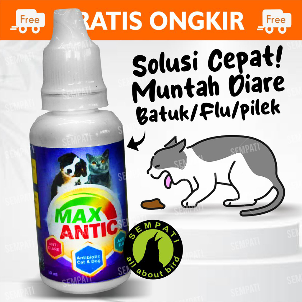 Max Antic Antibiotic Medicine Antibiotic Cat Dog Cat Kitten Anabul