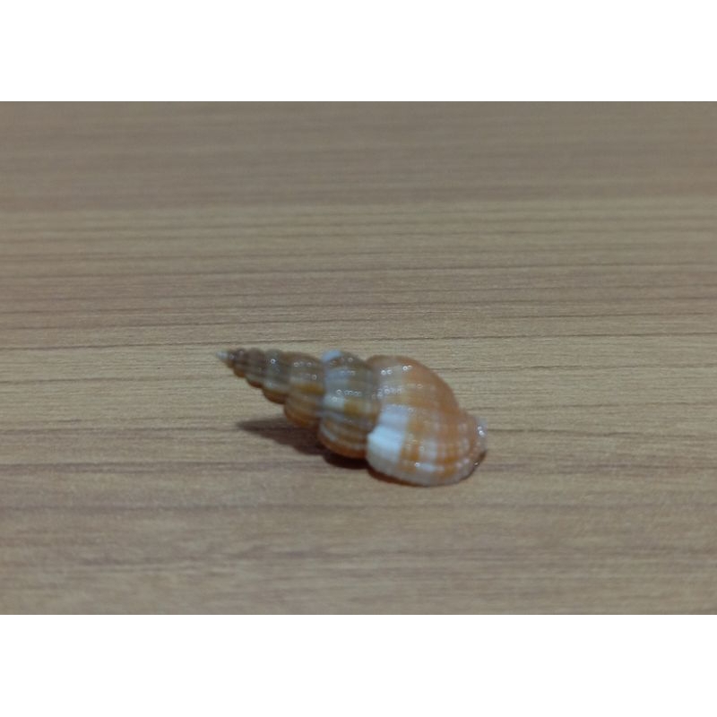 Phos Roseatus clam shells | Shopee Philippines