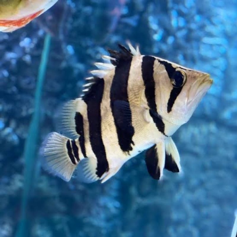 TIGER DATZ MIXED BAR FRESHWATER ORNAMENTAL FISH | Shopee Philippines