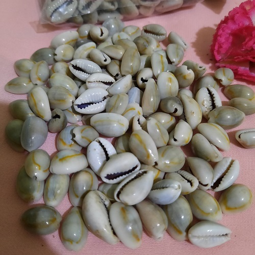 Kewul Original Sea Shells Large Size (2,00 - 2.5cm) Use Congklak Seeds ...