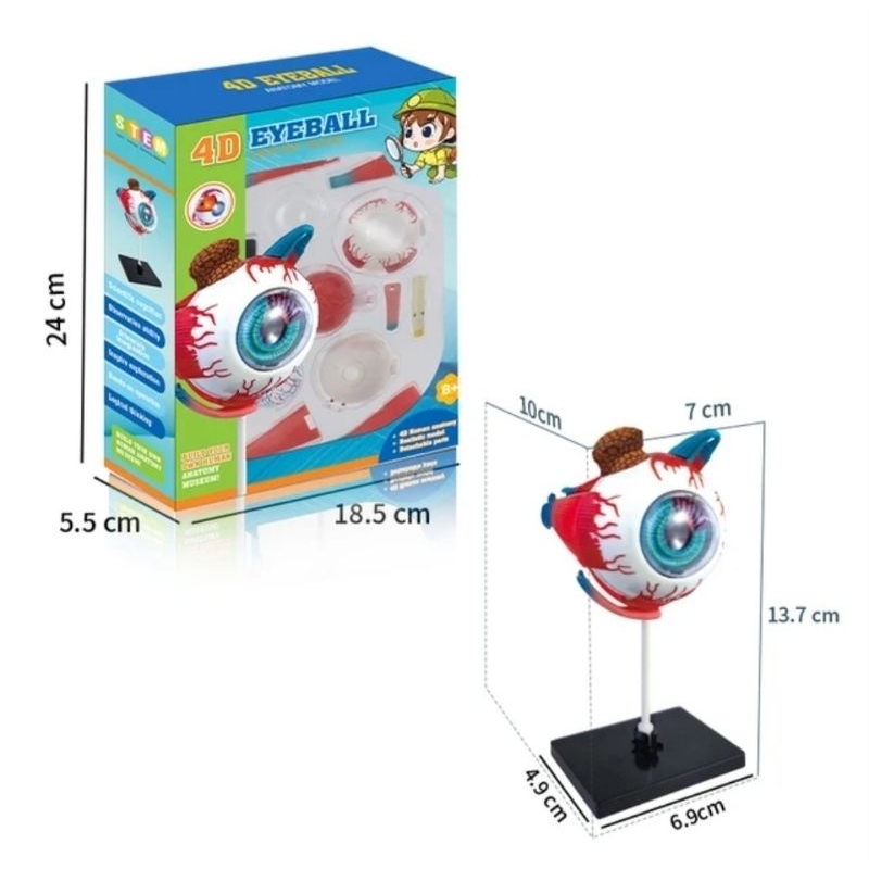 MATA Human body anatomy model Eyeball Eyeball Teaching Aids student ...