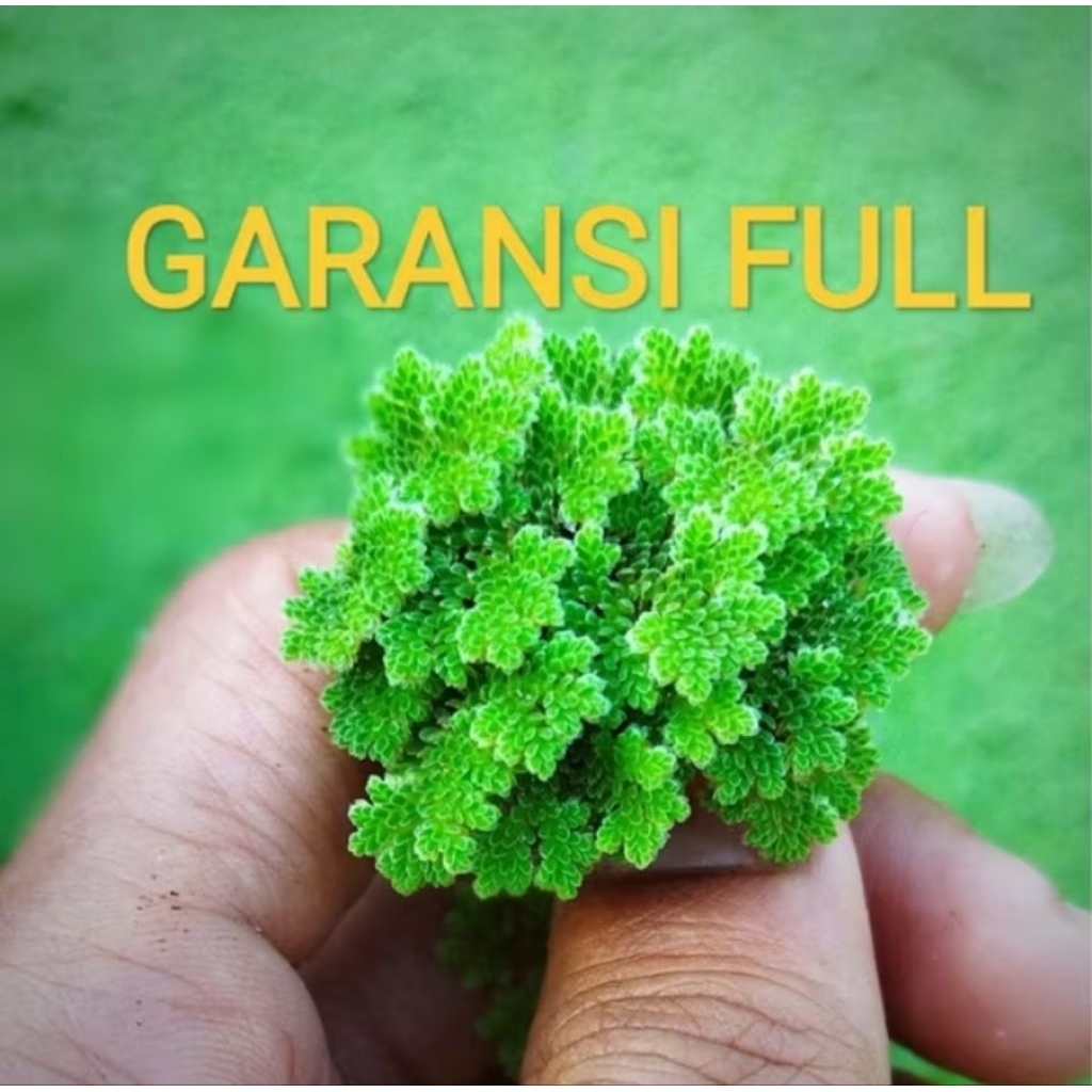 AZOLLA 1 KILO MICROPHYLLA AZOLA AZZOLLA ALTERNATIVE FEED FOR LIVESTOCK ...
