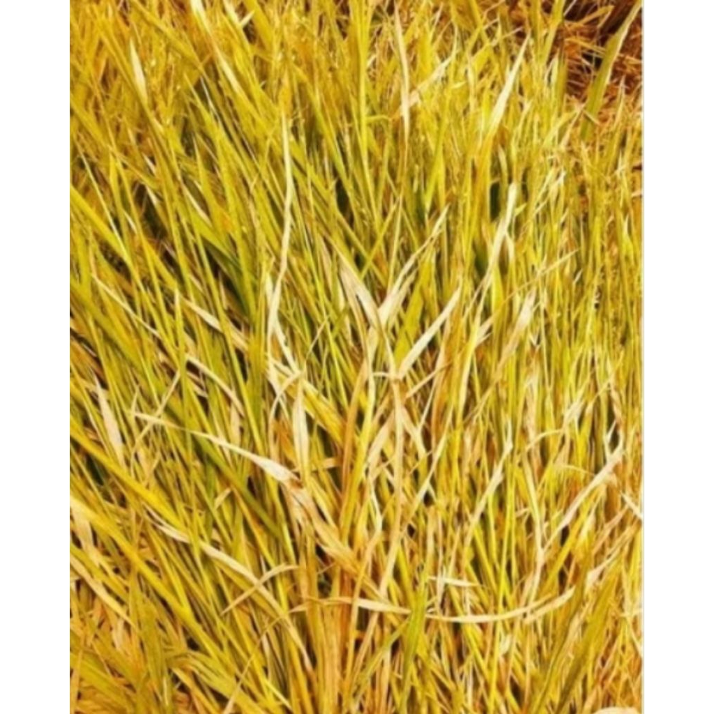 Dry rice straw, clean and ready to use | Shopee Philippines