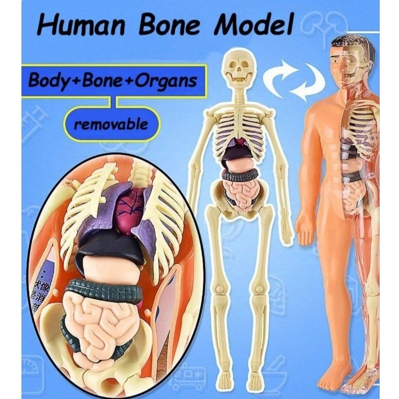Human Body Anatomy Learning Organs Human Body Skull Toys Science ...