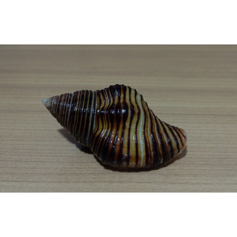 Cantharus Mirabelmaxcencei/Pollia Undosa shell | Shopee Philippines