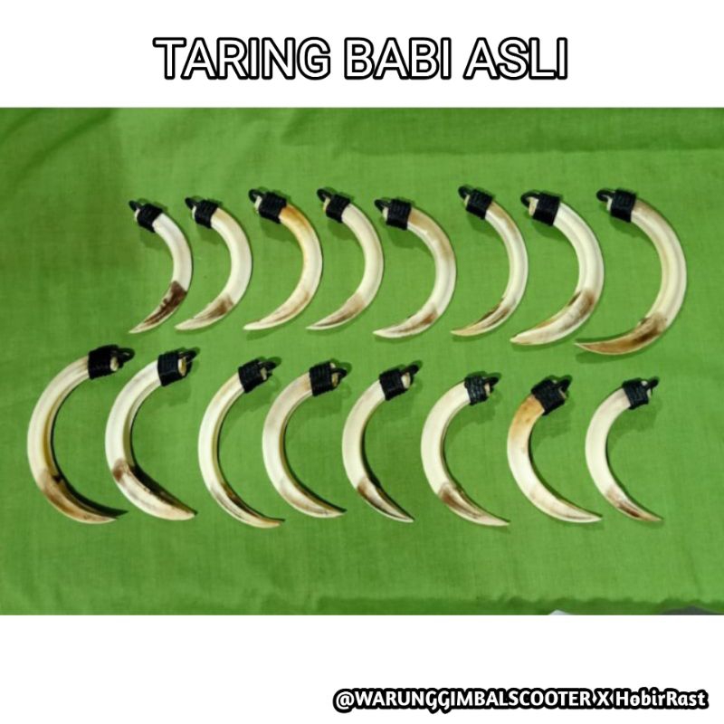 1PC ORIGINAL MINI FOREST TARBI 5-8CM | Shopee Philippines