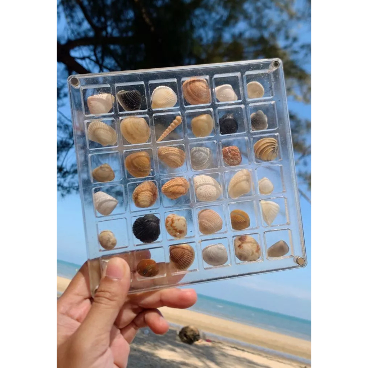 Acrylic Custom Grid Sea Shell (Small Shell Grid Box) | Shopee Philippines