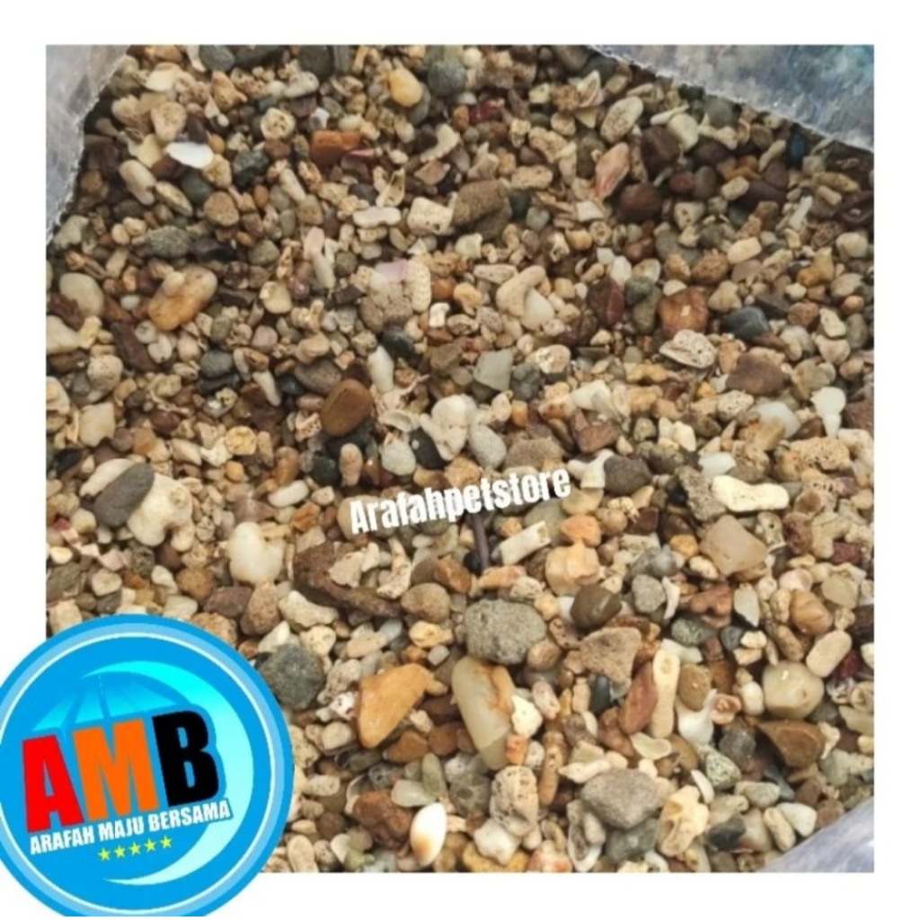 Gallery Detail: Natural Aquarium Coarse Sea Sand Coarse Beach Sand Sea Sand