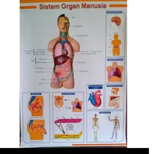 Human Organ System Poster Props | Shopee Philippines