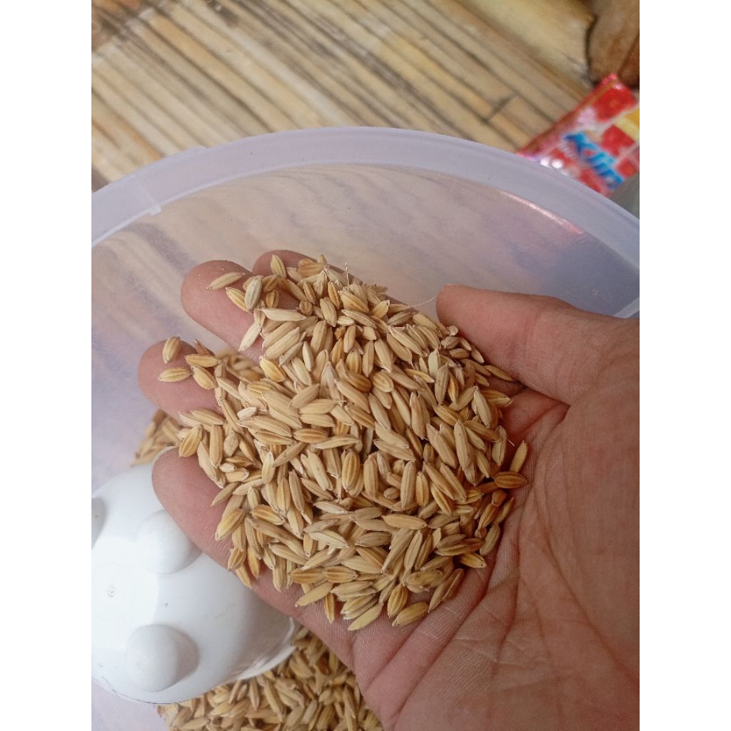 Rice paddy premium white rice paddy/ ready to use for bangkok chickens ...
