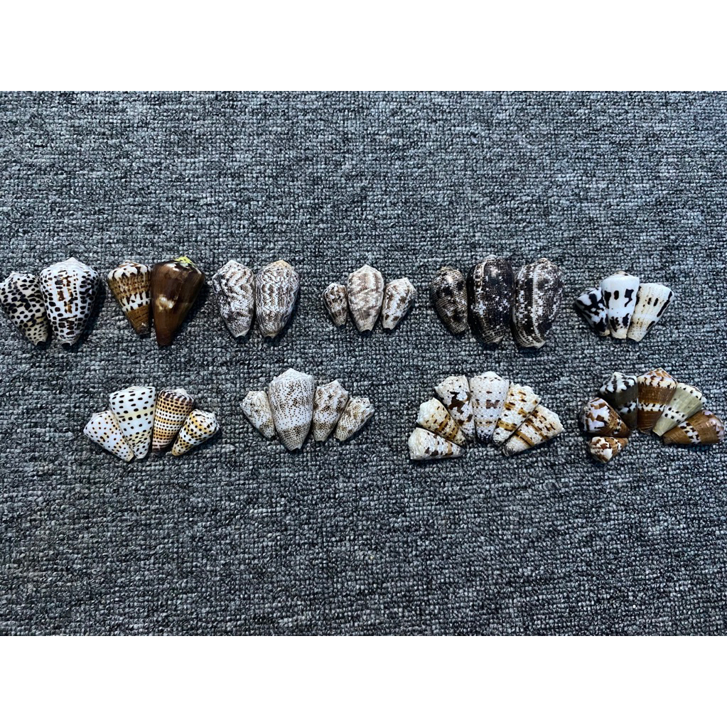 SHELLS FOR COLLECTION | Shopee Philippines