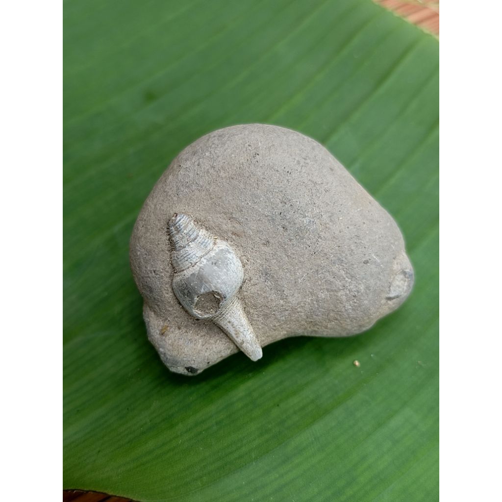Yuyu stone vs snail stone attached to the original natural stone from ...