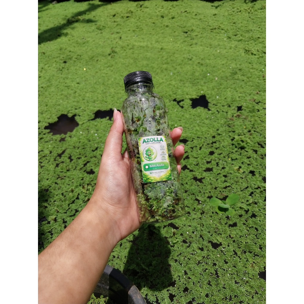 Shop azolla for Sale on Shopee Philippines