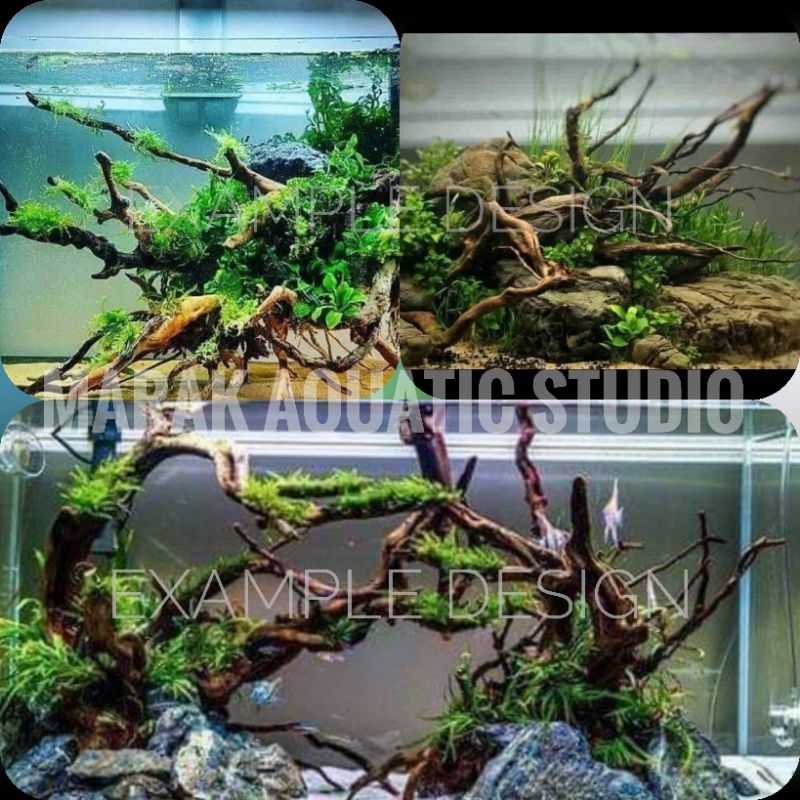 Submerged Driftwood Aquascape Root Senduduk | Shopee Philippines