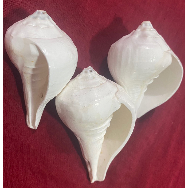 Authentic Pal Sanggu (Shell) | Shopee Philippines