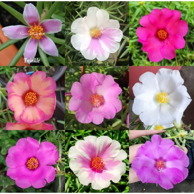 Grandi Type Japanese Rose Flower Cutting Cuttings (5 - 7 Cuttings ...