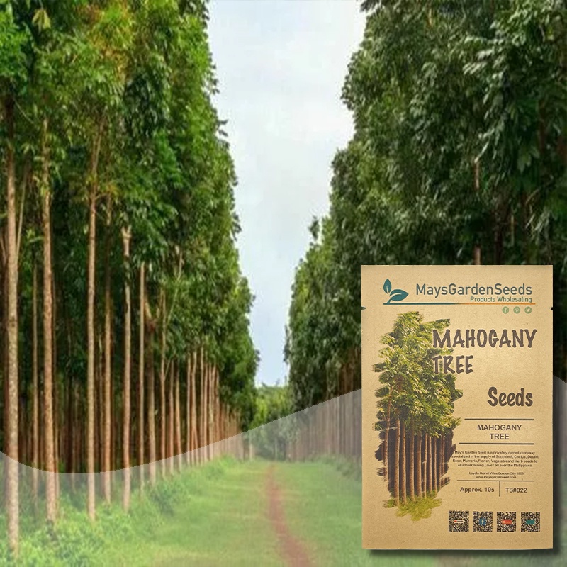 Mahogany Seeds, Tree Seeds022 Shopee Philippines