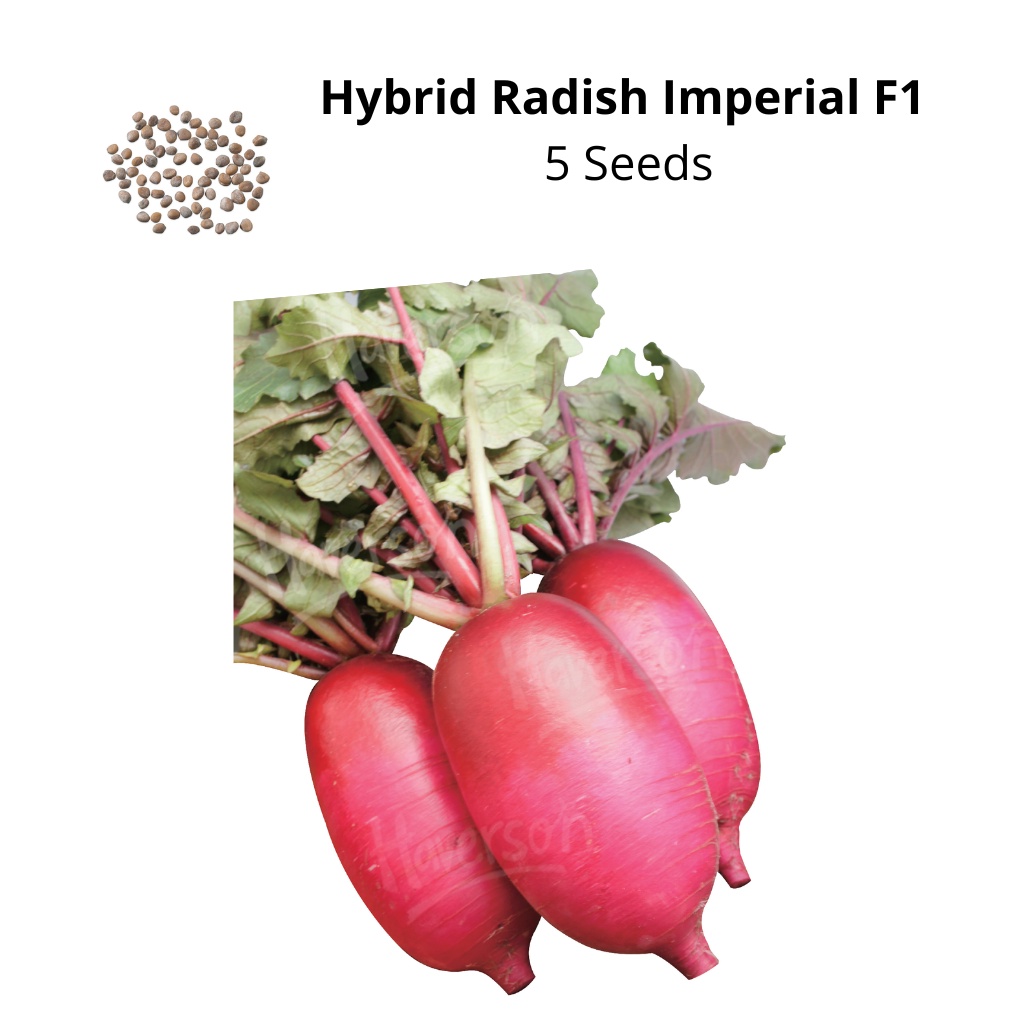 Hybrid Radish Imperial F1 seeds | Shopee Philippines