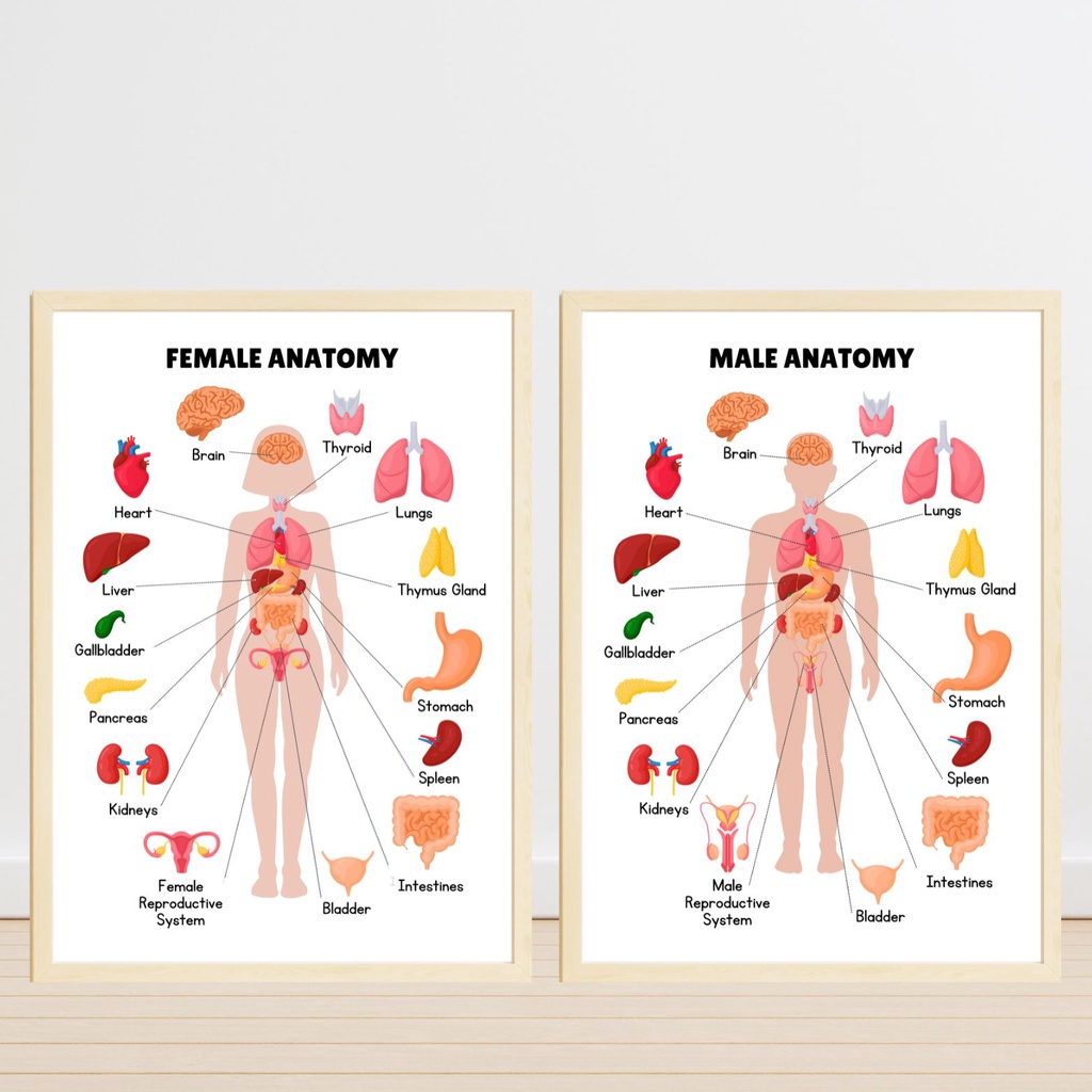 HUMAN ANATOMY Laminated Educational Wall Charts and Posters for Kids ...