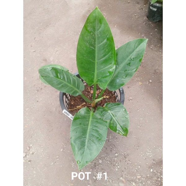 PHILODENDRON GREEN CARDINAL Shopee Philippines