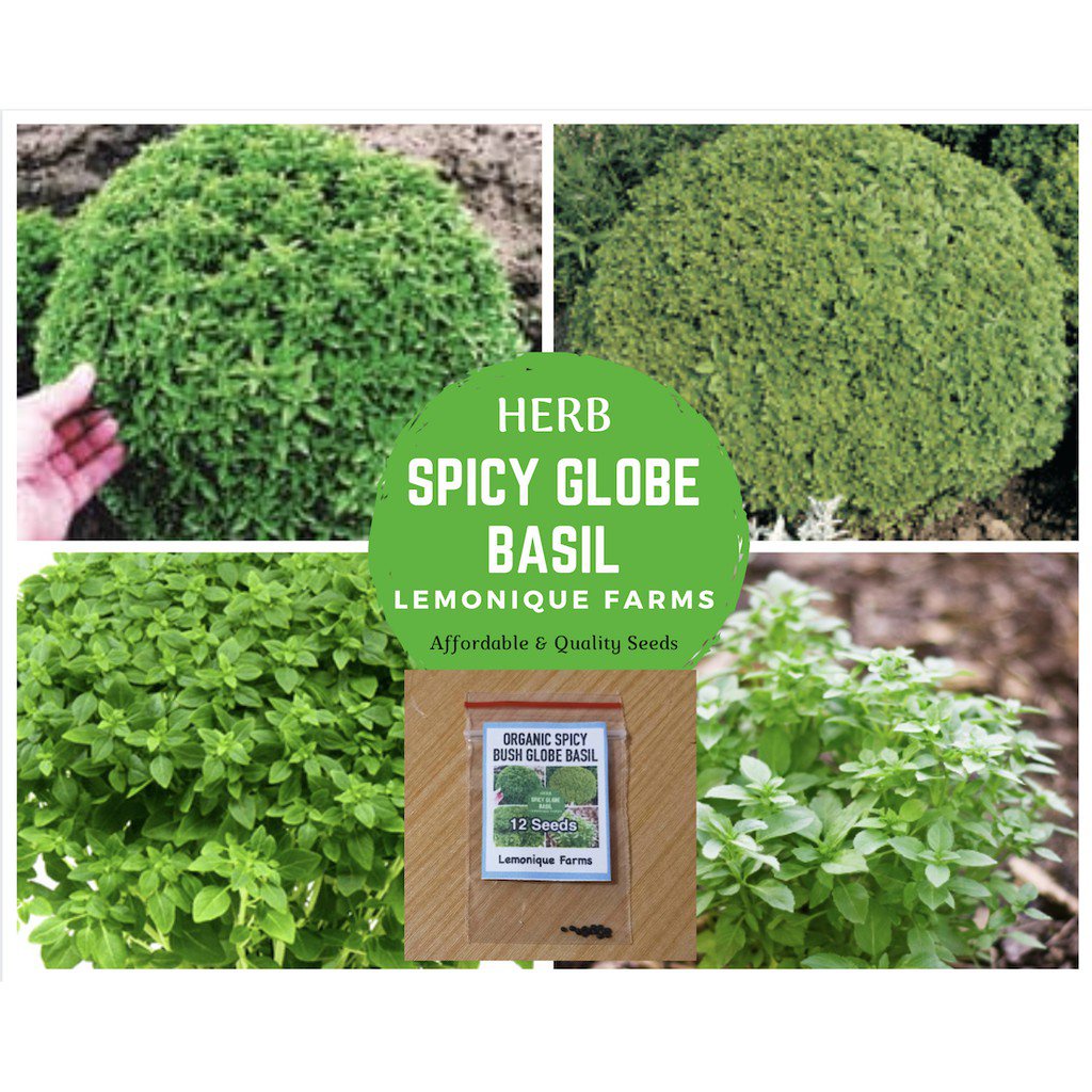 Organic Dwarf Bush Spicy Spicy Basil Seeds Globe Globe Basil Seeds Dwarf Bush Globe Basil