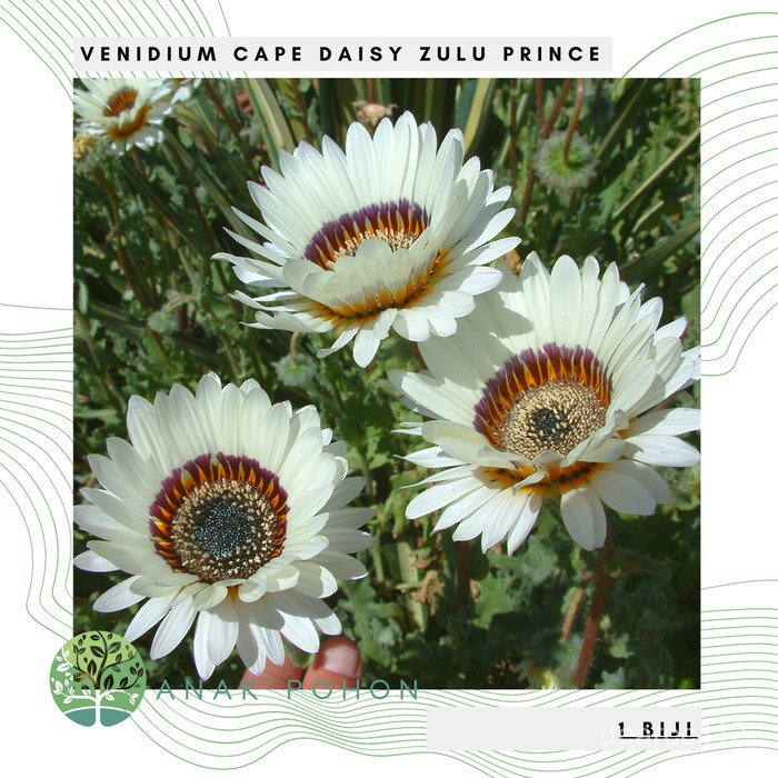 เมล็ดพันธุ์คุณภาพสูงในสต็อกในประเทศไทยBenih Bibit Biji Bunga Venidium