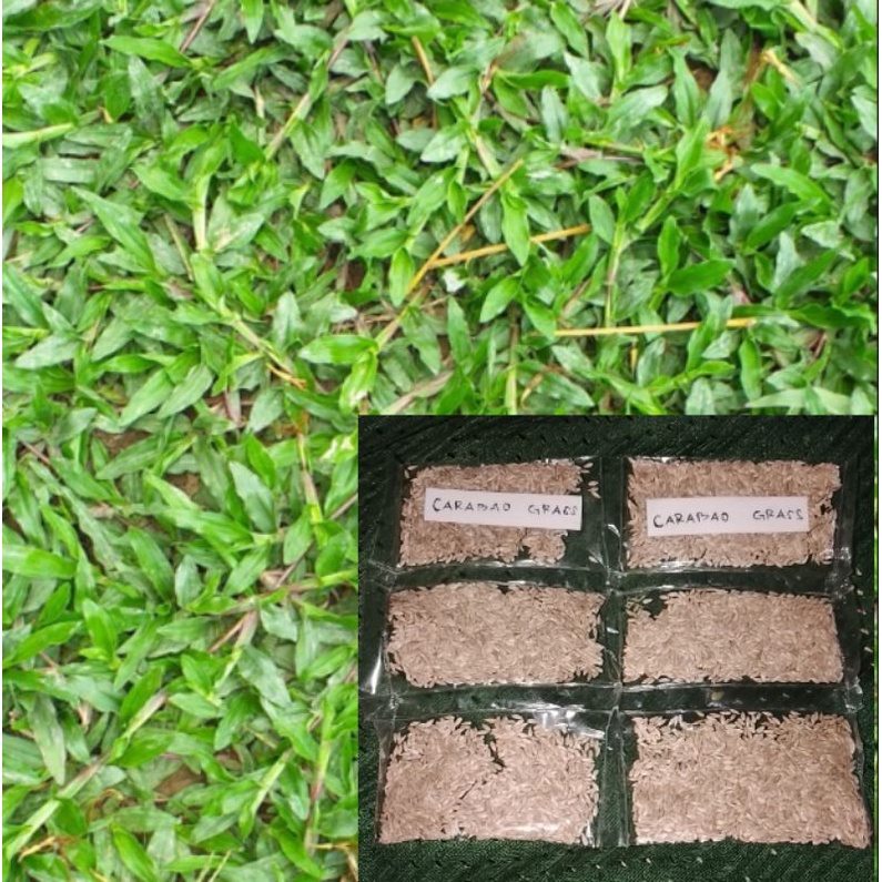 Carabao Grass seeds Shopee Philippines