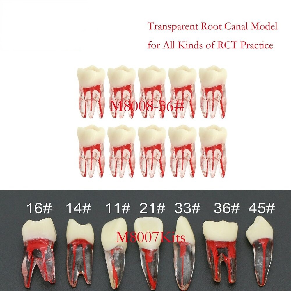 Dental Endodoncia Root Canal Model Resin Teeth Transparent for RCT/MTA ...