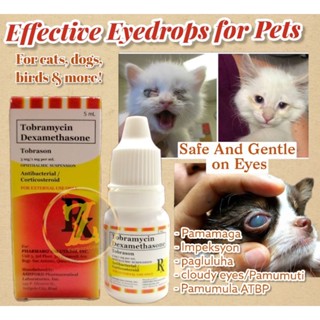 Tobramycin drops outlet for cats