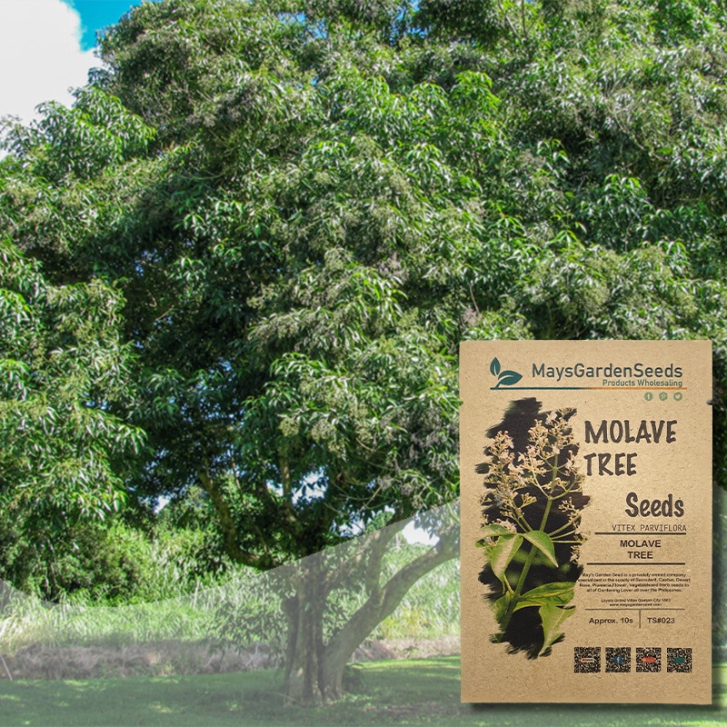 Molave Tree Seeds, Vitex Parviflora Seeds, Tree Seeds023 Shopee