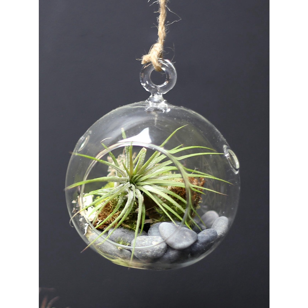 Hanging Plant Terrarium Round Glass Hanging Display Air Plant Wall