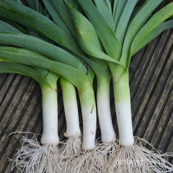 Leek Seeds-montrous Carentan Seeds Hwgr 