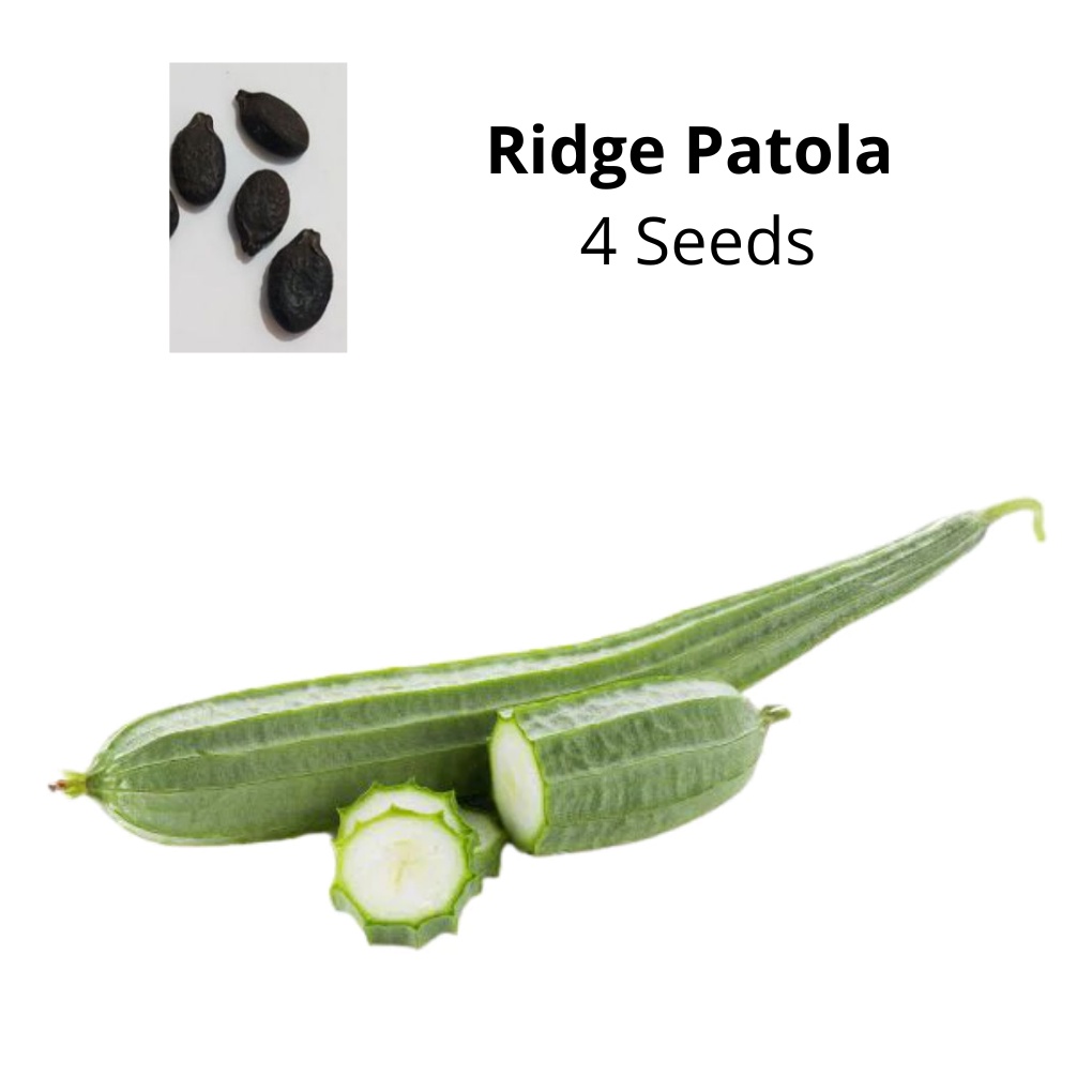 Ridge Patola 4 Seeds per pack | Shopee Philippines