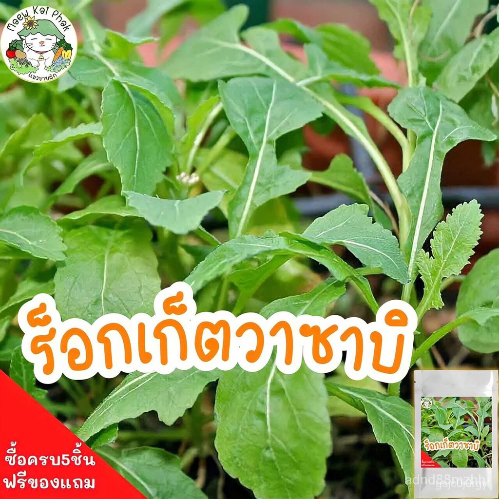 2022 plump seeds vegetable salad rock wasabi Eruca sativa wasabi