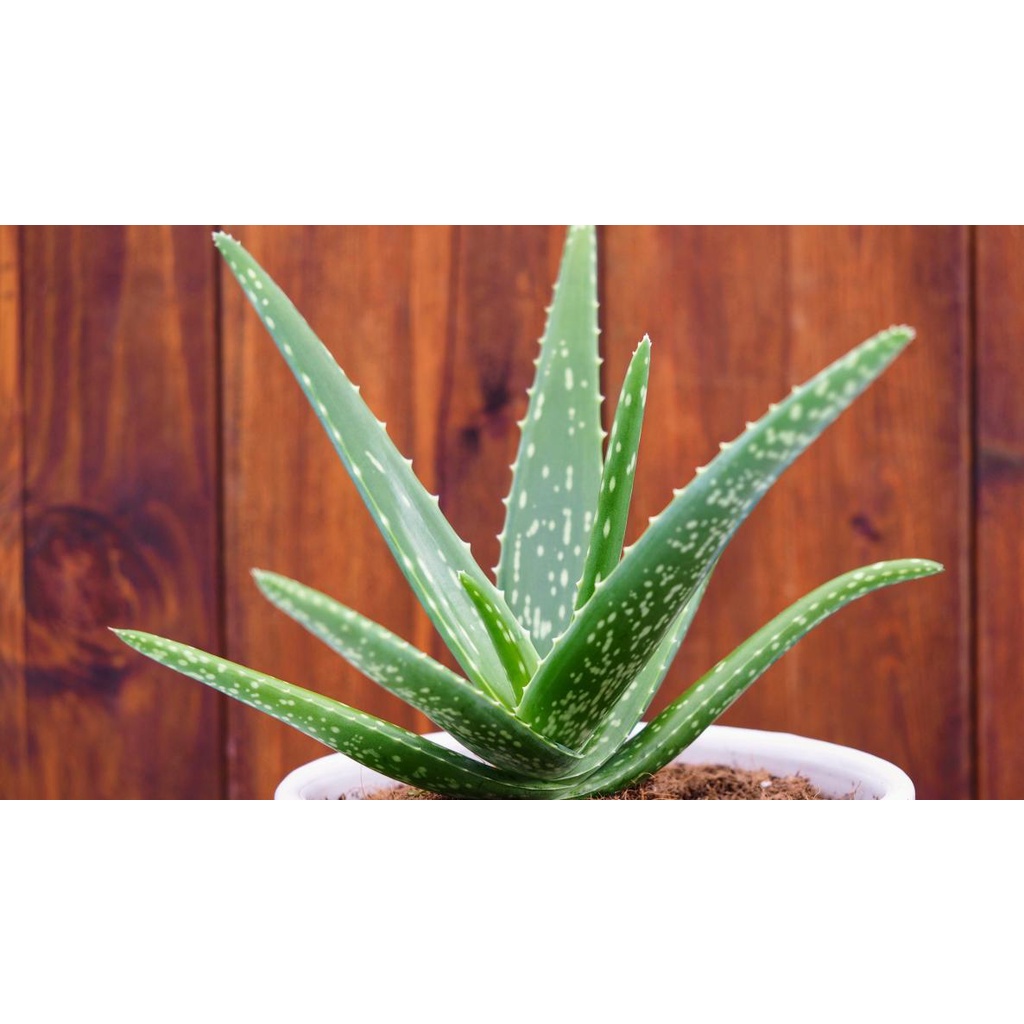 aloe vera live plant uprooted Shopee Philippines
