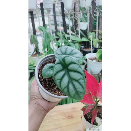 SILVER DRAGON ALOCASIA SMALL SIZE | Shopee Philippines