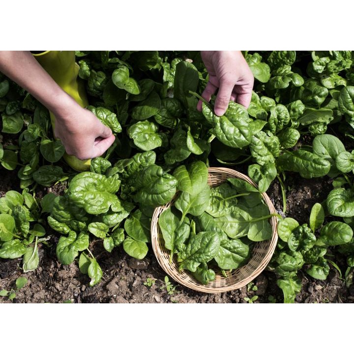 Spinach Seeds Green Leafy Vegetable Seeds High Germination Rate Plant