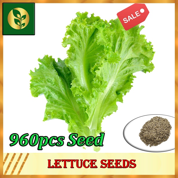 Lettuce Seeds Lettuce Lettuce Seed Golden Plant and Seed Store