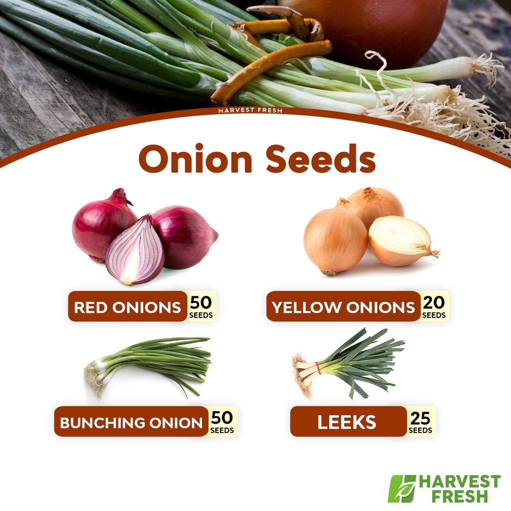 Onion Seeds Red Onions Bunching Chives Yellow Granex Colorado Red Leeks Shopee Philippines