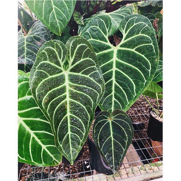 เมล็ดพันธุ์คุณภาพสูงในสต็อกในประเทศไทย[Seedhot]20pcs seeds / rare plant