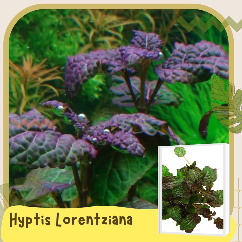 RARE AQUATIC PLANTS - sold per 5 stems [AR, Limnophila, Staurogyne ...
