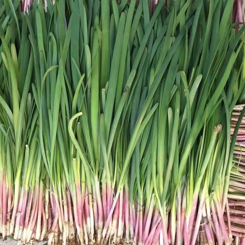 Chinese Chives Seeds Easy to Grow Seeds High Germination Rate Green ...