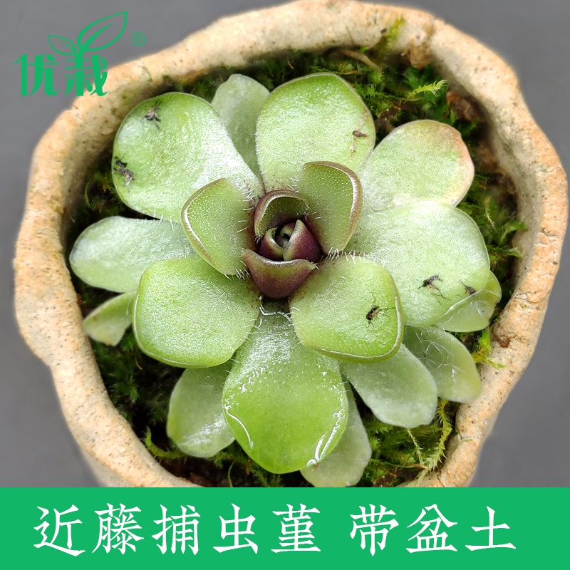 Insect-catching pansy [Kondo] insect-eating carnivorous plant man ...