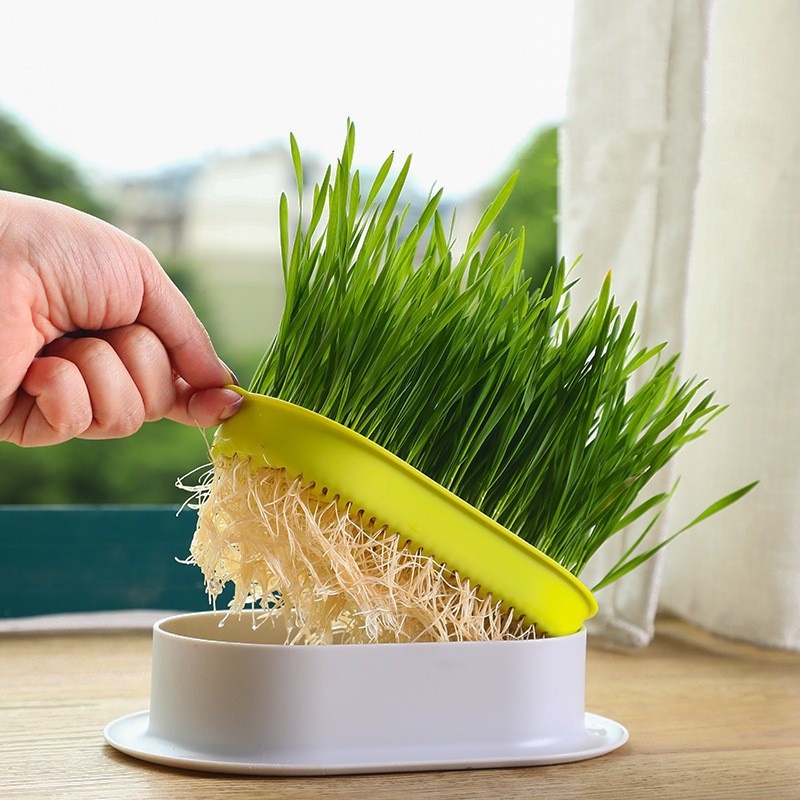 Pet Cat Sprout Dish Growing Pot Hydroponic Plant Cat Grass Germination