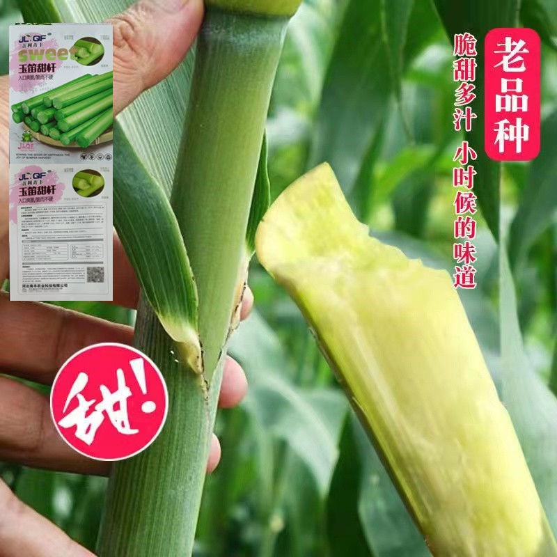 Sugarcane seeds small sweet rod sweet stick juicy super sweet fruit