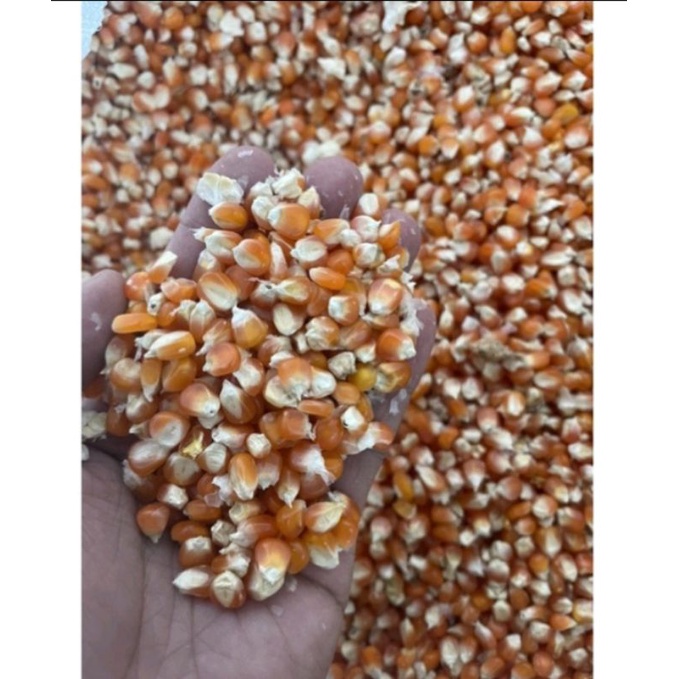 Whole Corn Seeds/For Feed Grain/Dekalb Seeds(50seeds/100seeds) | Shopee ...