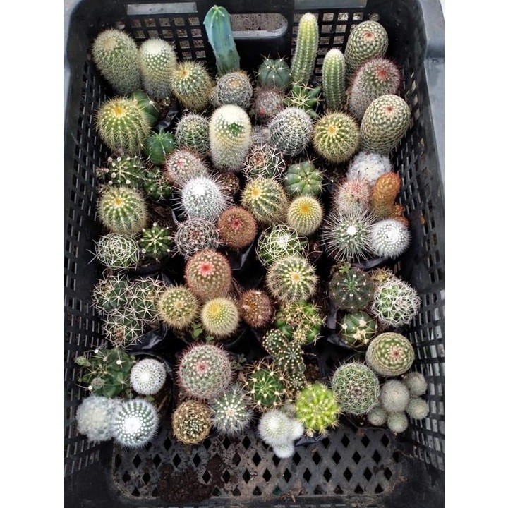 Regular Size Cactus Real Plant Live Cactus Plant for Sale (Random) For ...