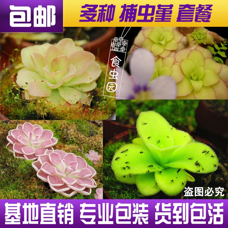 Pansy pansy set, carnivorous plants, piranhas, mosquito repellent grass
