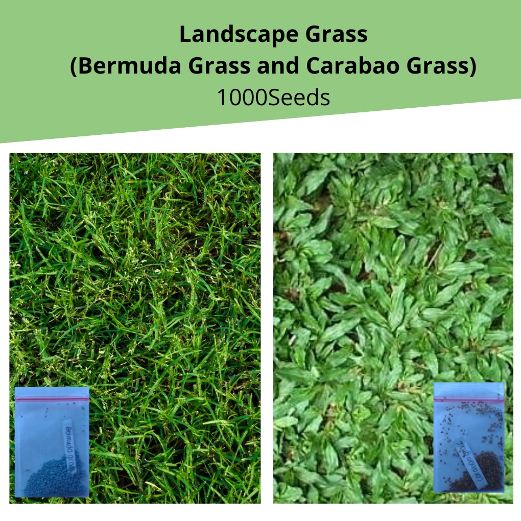 Grass 1000+ Seeds (Bermuda Grass and Carabao Grass) Shopee Philippines
